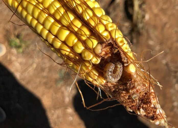 La resistencia de plagas complica el manejo de soja y maíz. Una nueva estrategia combina dos modos de acción contra orugas, chinches y cogollero.