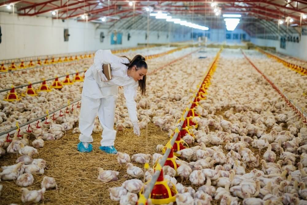 Alerta avícola: se detectó en Brasil la Enfermedad de Newcastle y Senasa restringió importaciones 1 doenca de newcastle